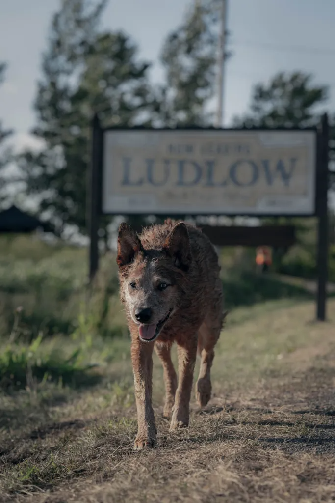 Scary looking wolf walking in front of a road sign that says 'Ludlow' on it.